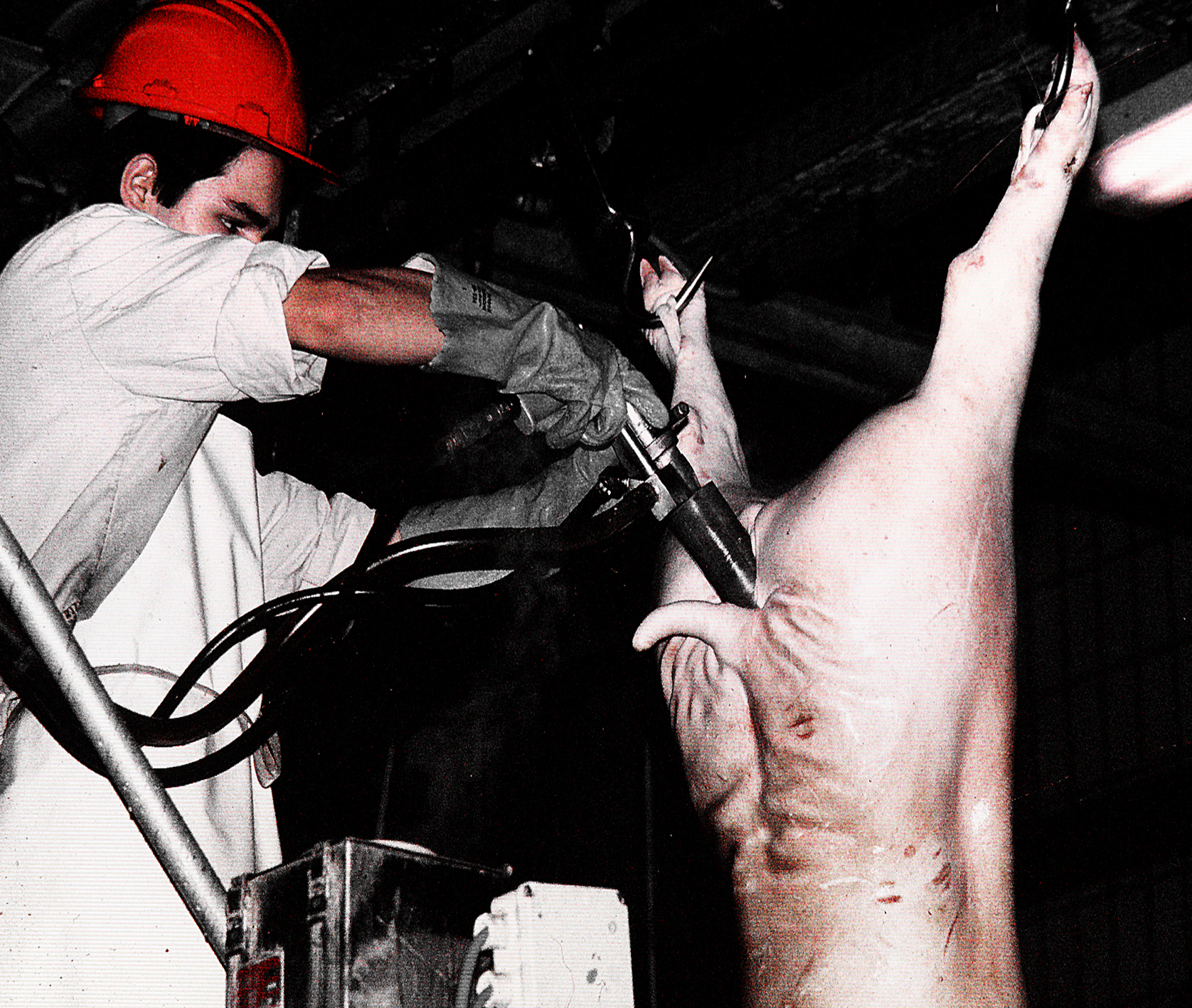 Photo abattoir 10